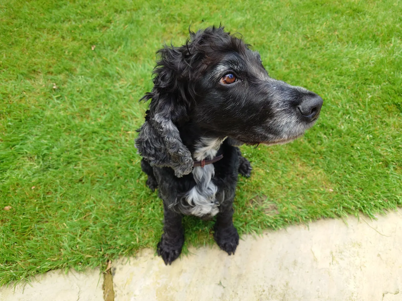 Sony-Xperia-1-V-camera-samples-dog