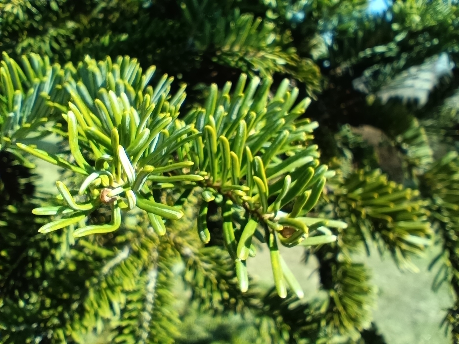 gsmarena_061